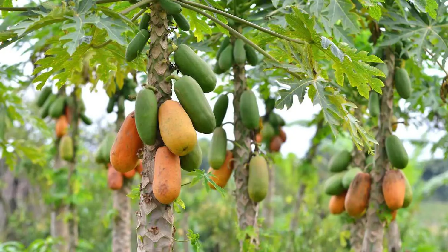 بديل للمضادات الحيوية.. هذه الفاكهة تحارب السرطان