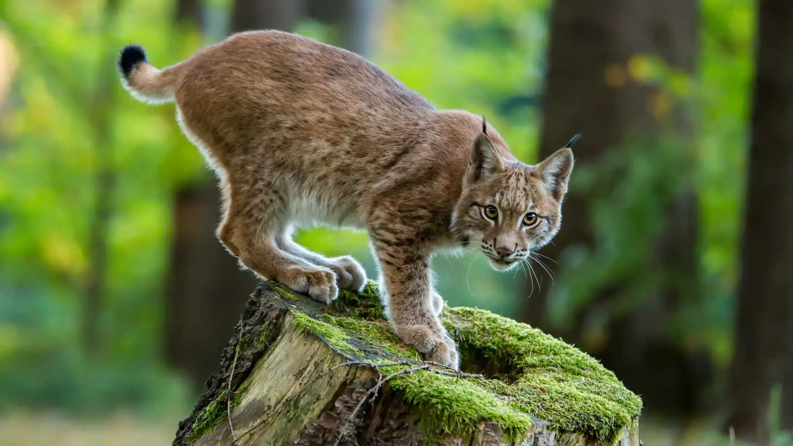 صورة "وشق يلهو بفريسة" تفوز بجائزة الجمهور لمصور الحياة البرية