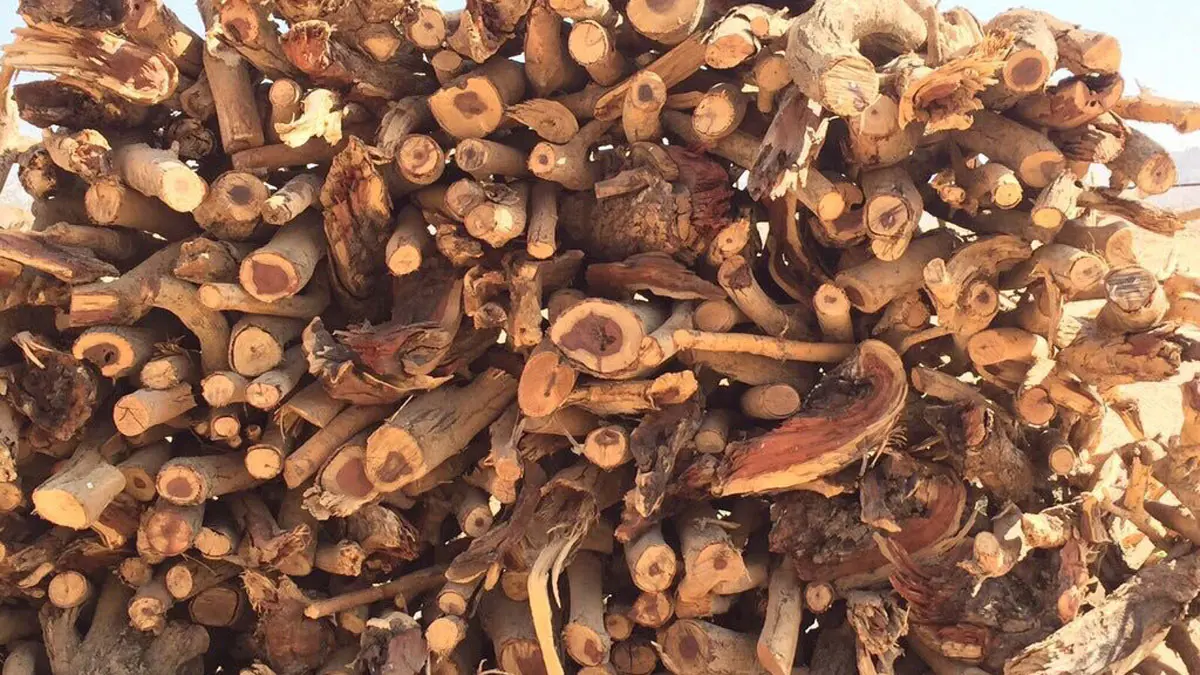 شائعة في السعودية تنصح باستنشاق دخان حطب "السمر" لمكافحة كورونا.. والطب يحذر