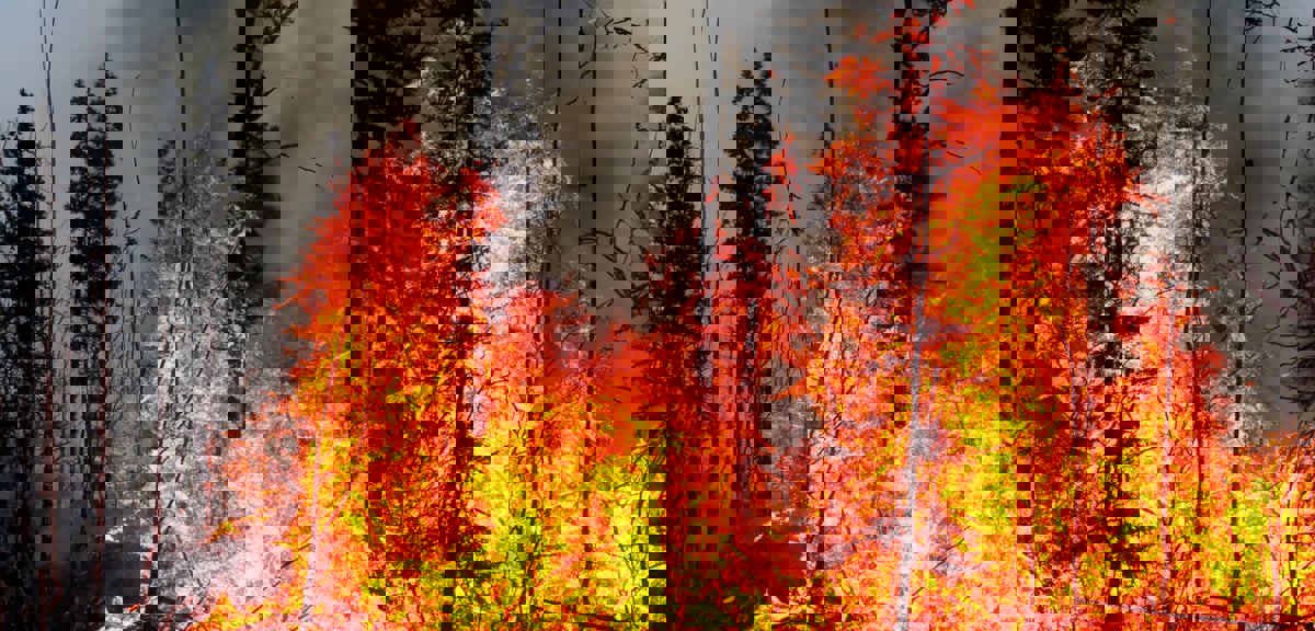 الرياح القوية تؤجج حرائق غابات جديدة في اليونان