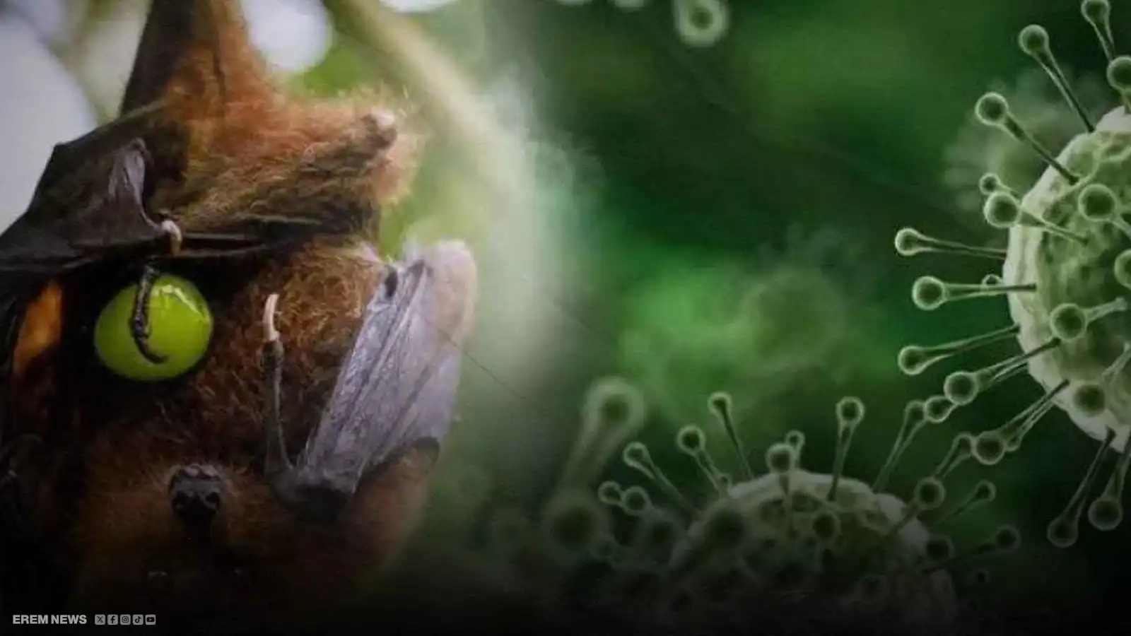 اليابان تدخل سباق إنقاذ العالم.. أول لقاح بشري ضد فيروس نيباه القاتل