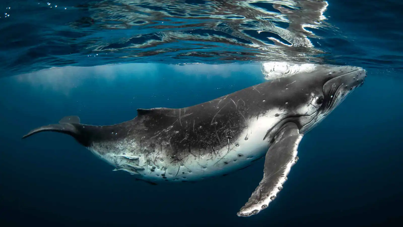 آخر حوتين قاتلين في فرنسا مهددان بالموت بسبب الإهمال (صور)