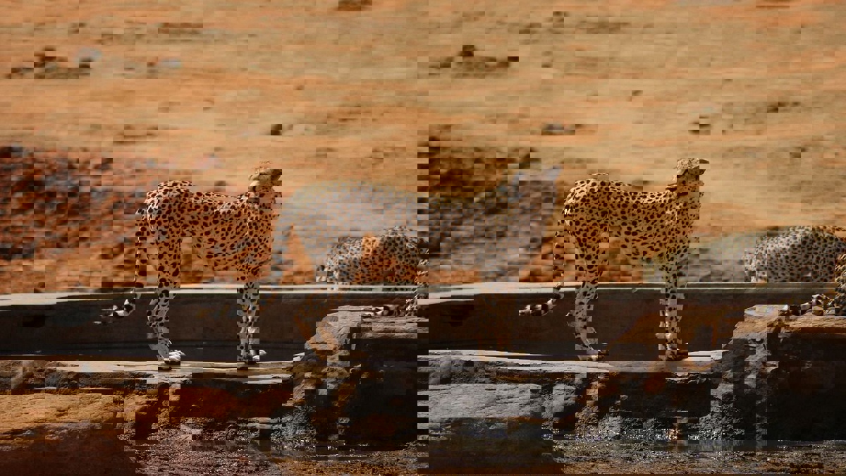 السلطات السعودية تضبط متسللا بحوزته مجموعة فهود (فيديو)