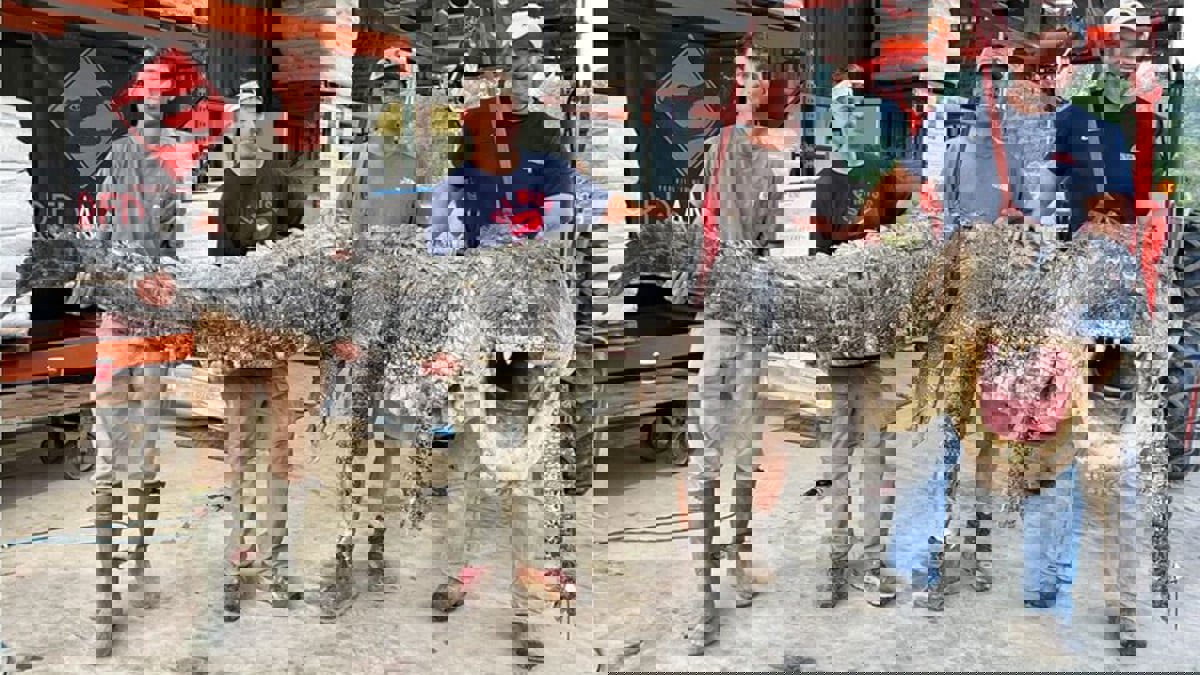 تمساح ميسيسيبي العملاق في قبضة عمال شركة ألعاب 