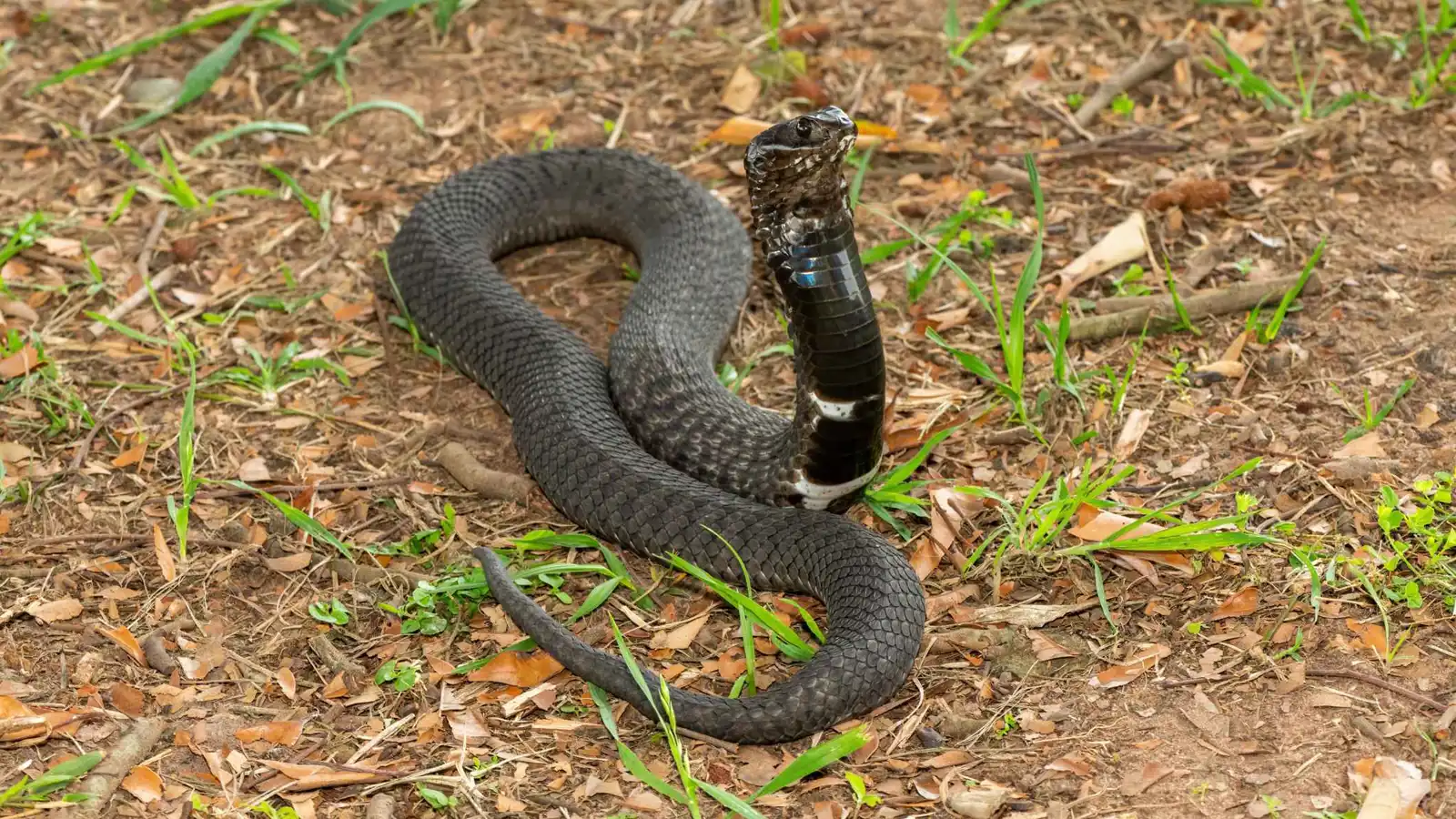 لماذا لا تلتصق الأفاعي بالأرض؟ سر الحراشف البطنية التي أذهلت العلماء