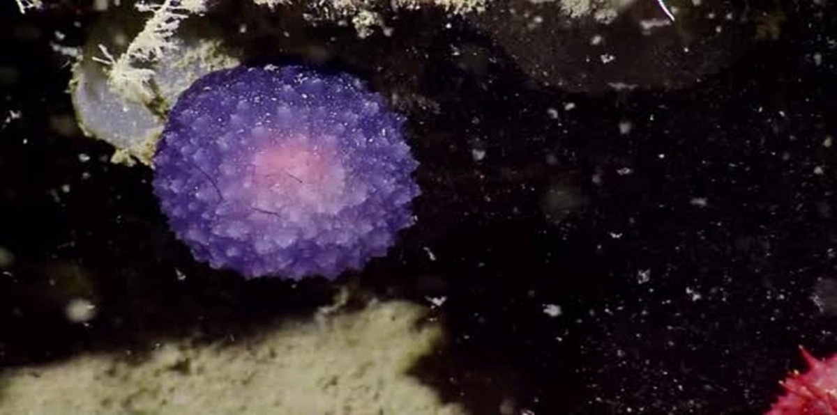 اكتشاف مخلوق غامض في قاع المحيط الهادئ