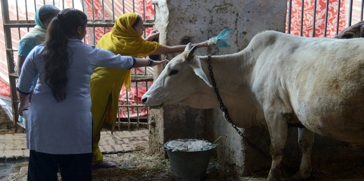 خدمة للحيوانات المقدسة.. إطلاق خدمة إسعاف خاصة بالبقر في الهند