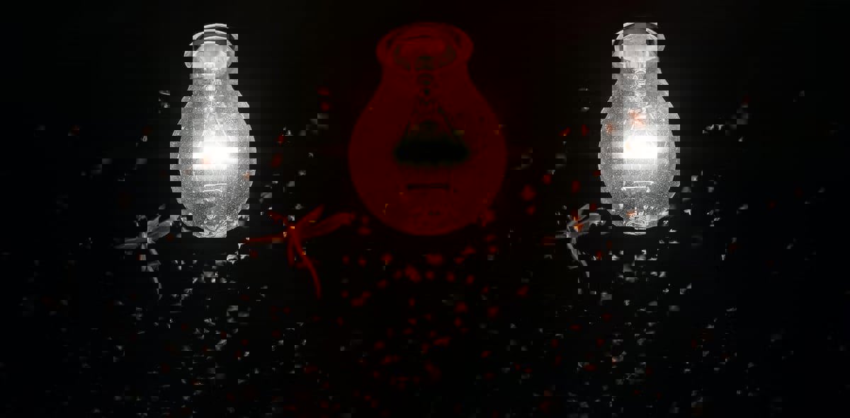 دراسة تكشف سر انجذاب الحشرات لأضواء الشرفة