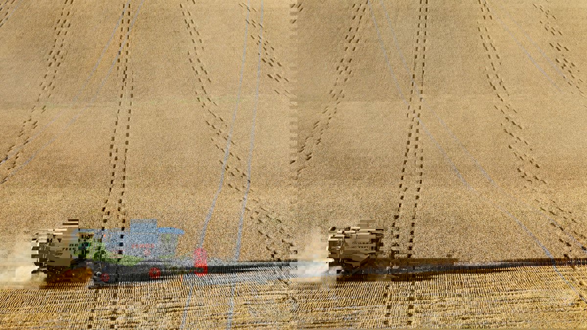 مصر ستقبل عروضا من روسيا وأوكرانيا في مناقصة محدودة لشراء القمح