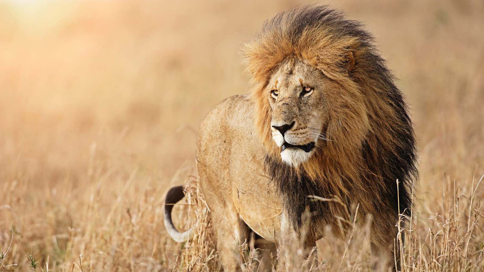 أشعل منصات التواصل.. جزائري "يتبنى" أسدا (فيديو)