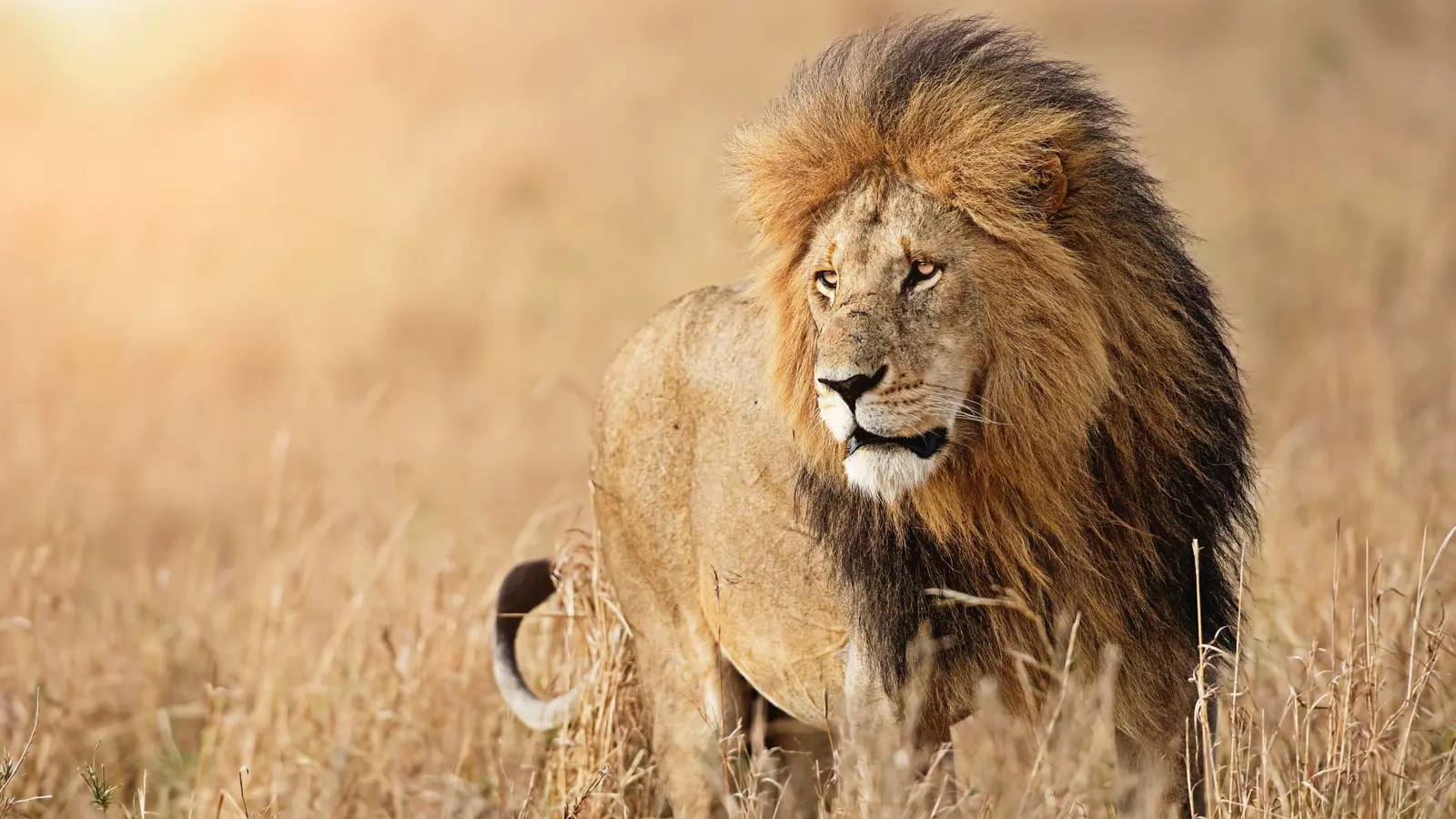 أشعل منصات التواصل.. جزائري "يتبنى" أسدا (فيديو)