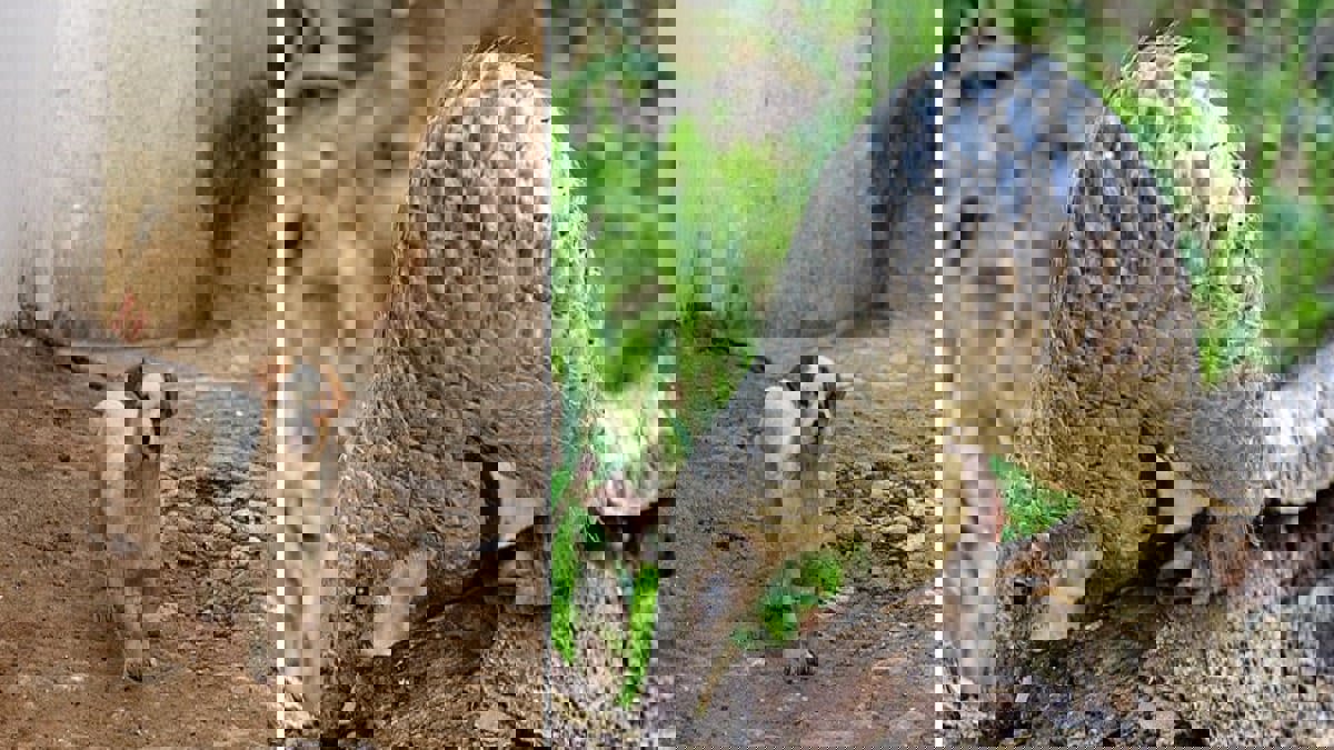 دراسة حديثة: الكلاب الضالة نقلت "كورونا" من الخفافيش إلى البشر