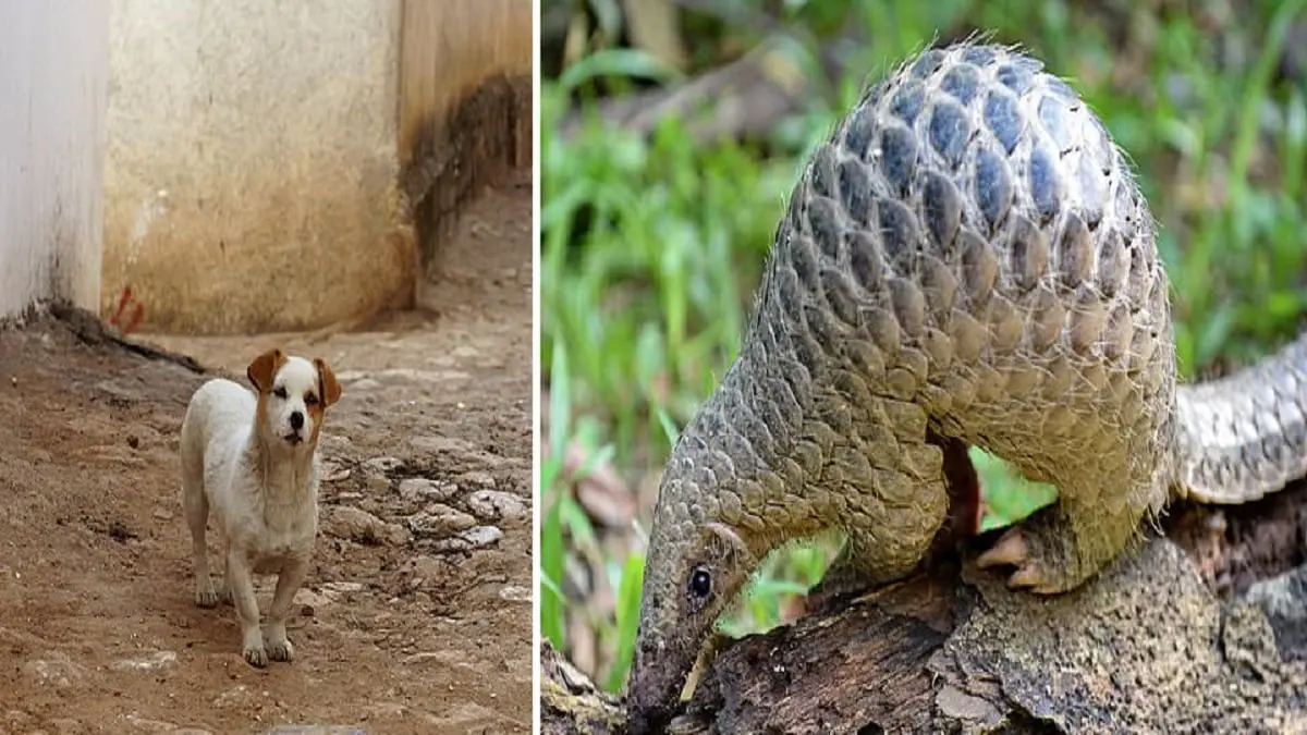 دراسة حديثة: الكلاب الضالة نقلت "كورونا" من الخفافيش إلى البشر