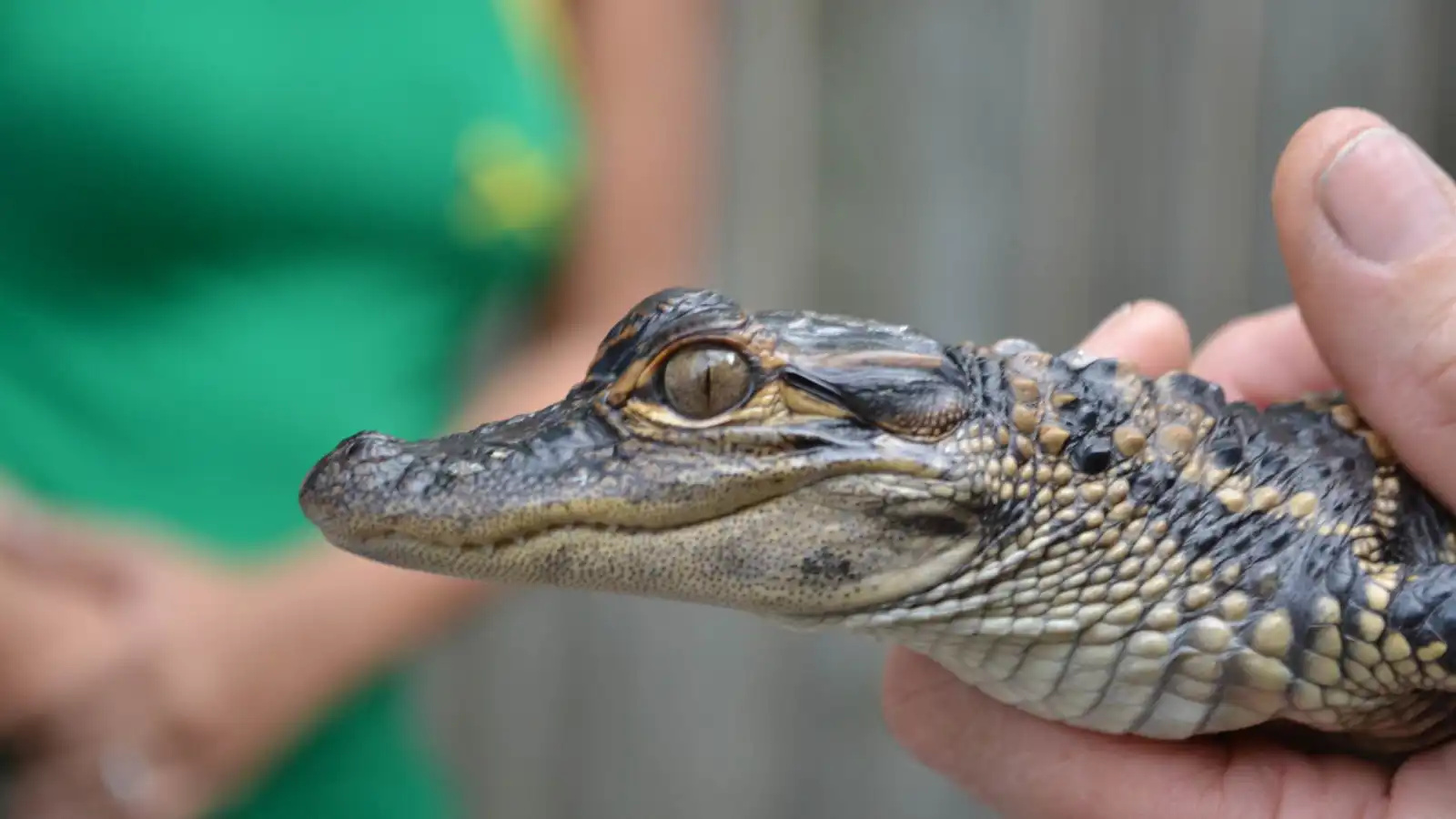 مراهق يواجه اتهامات جنائية بعد اعتدائه على تمساح صغير