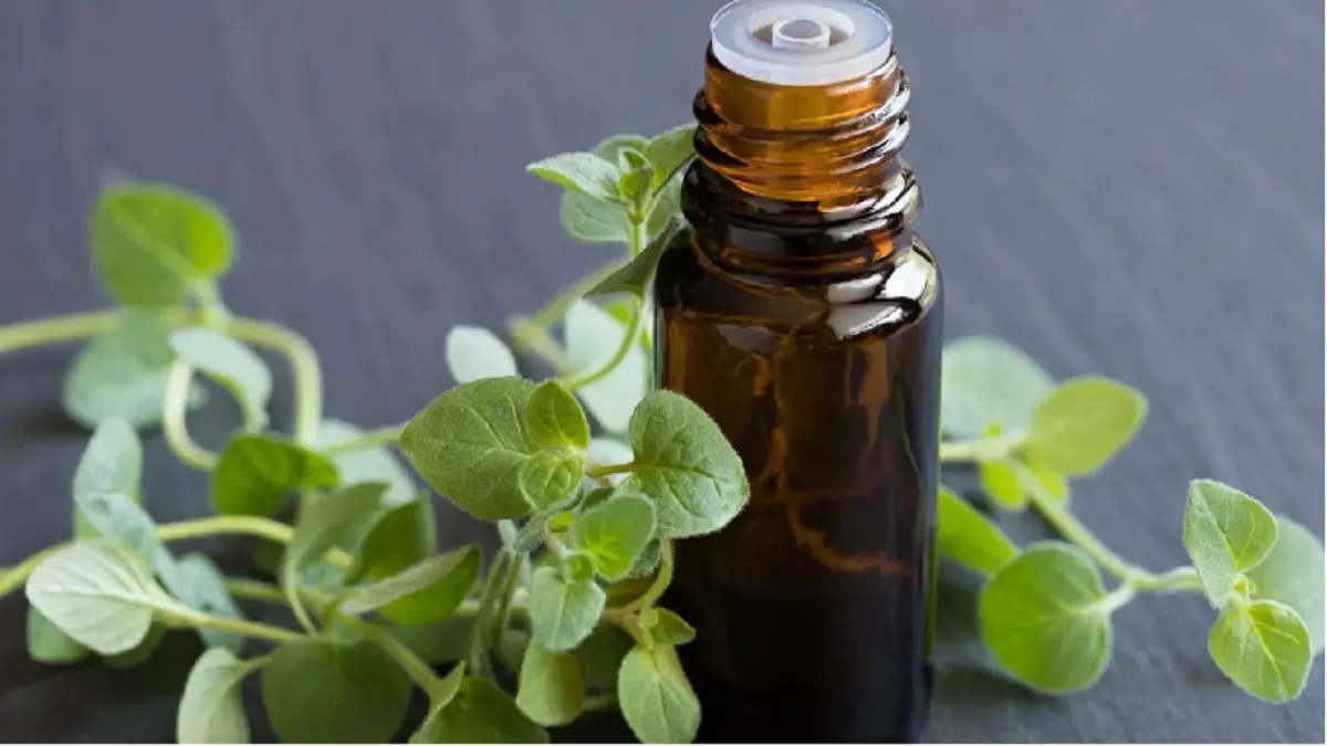 هل يمكن علاج فيروس كورونا بزيت الأوريغانو؟