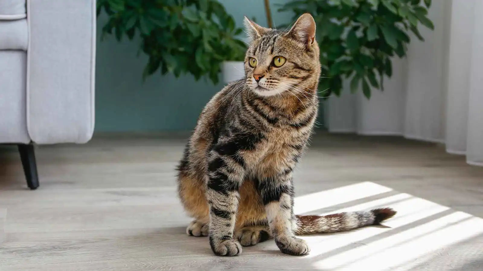 لصان يفشلان في سرقة "قط" ويثيران سخرية المصريين