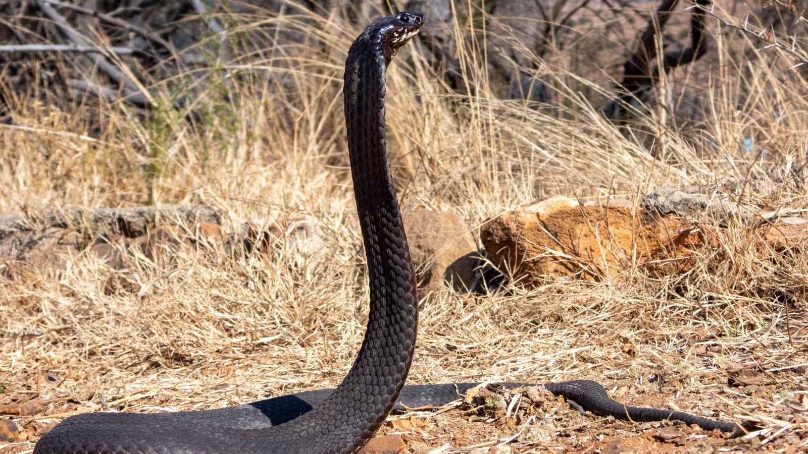 ثعبان الموت ينجو من سمعته السيئة.. كيف أصبح أداة لمراقبة التلوث؟