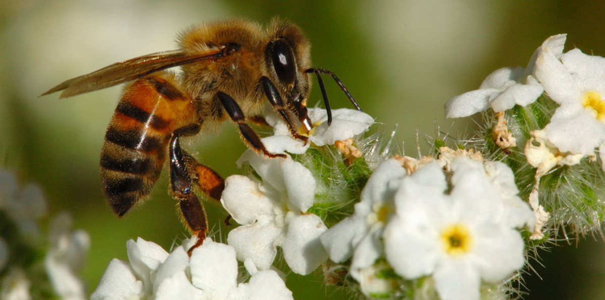 علماء يطوّرون كاميرات دقيقة تثبت على ظهر النحل (صورة)