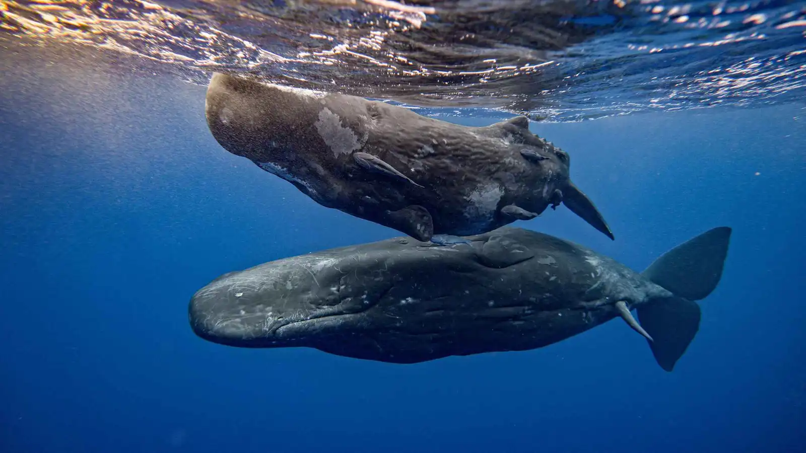 فجوة الـ90 مليون عام تتقلص.. لغة حيتان العنبر تشبه لغة البشر