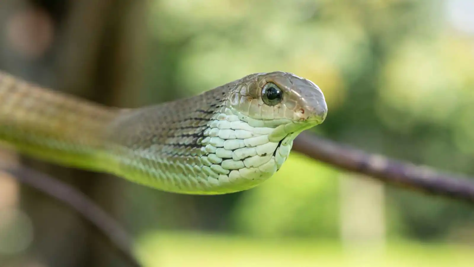 الثعبان الذي يحول جسدك إلى "مصفاة" تنزف من كل فتحة