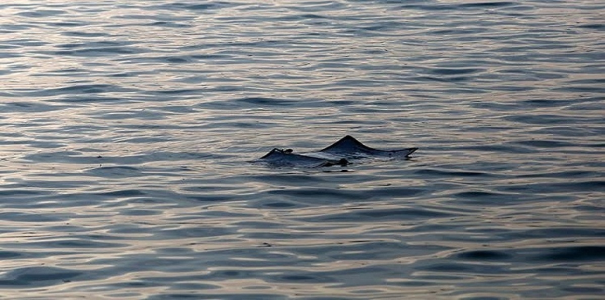سقوط مروحية للحرس الثوري الإيراني غرب طهران (صور)