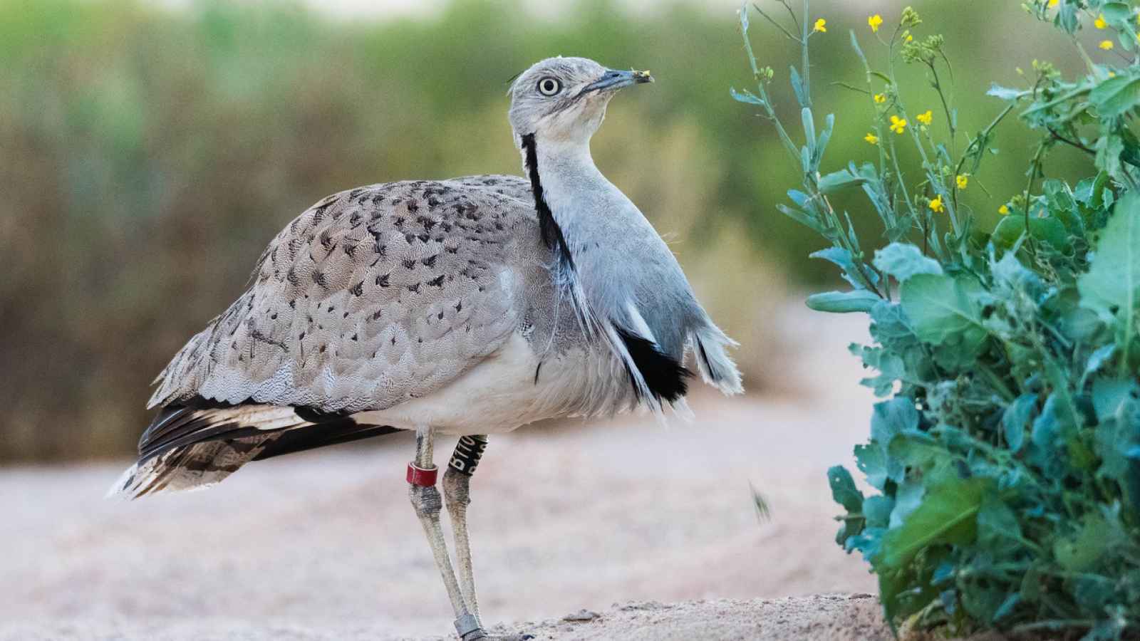 طيور "الحبارى" المهددة بالانقراض تستقر في المغرب‎