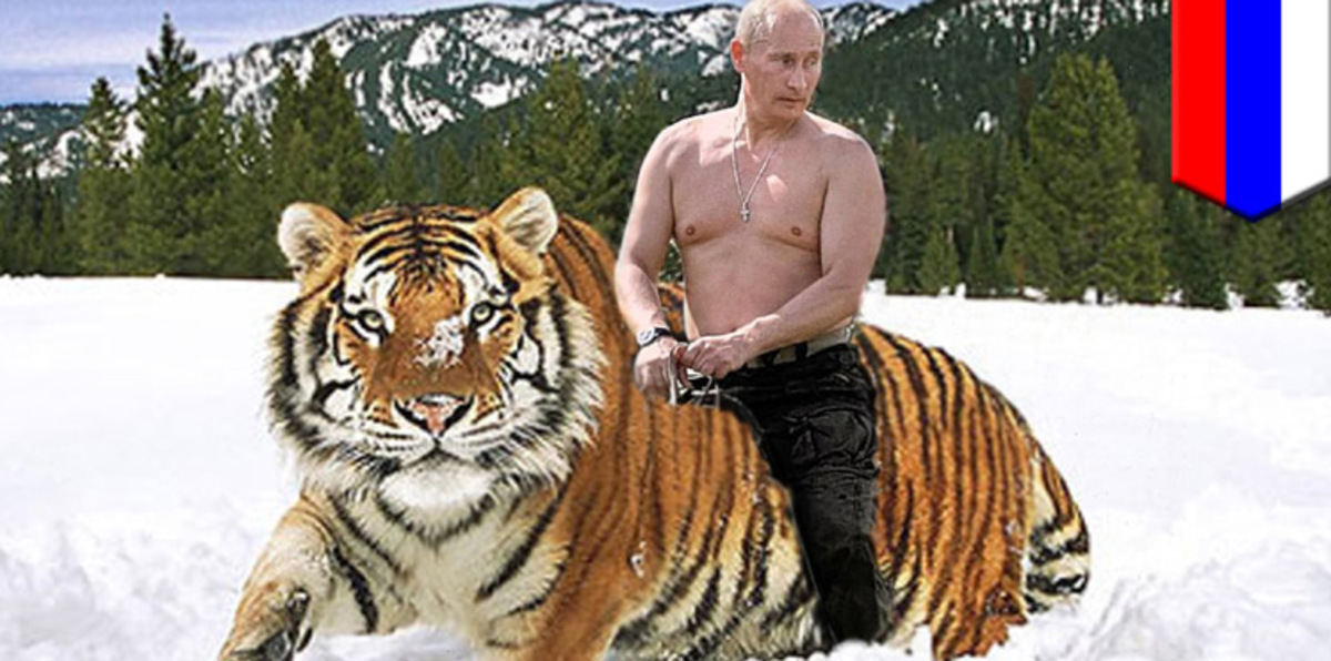 بوتين يتظاهر بإنقاذ الفهود من الانقراض ويدعم بناء منتجعات تقتلها