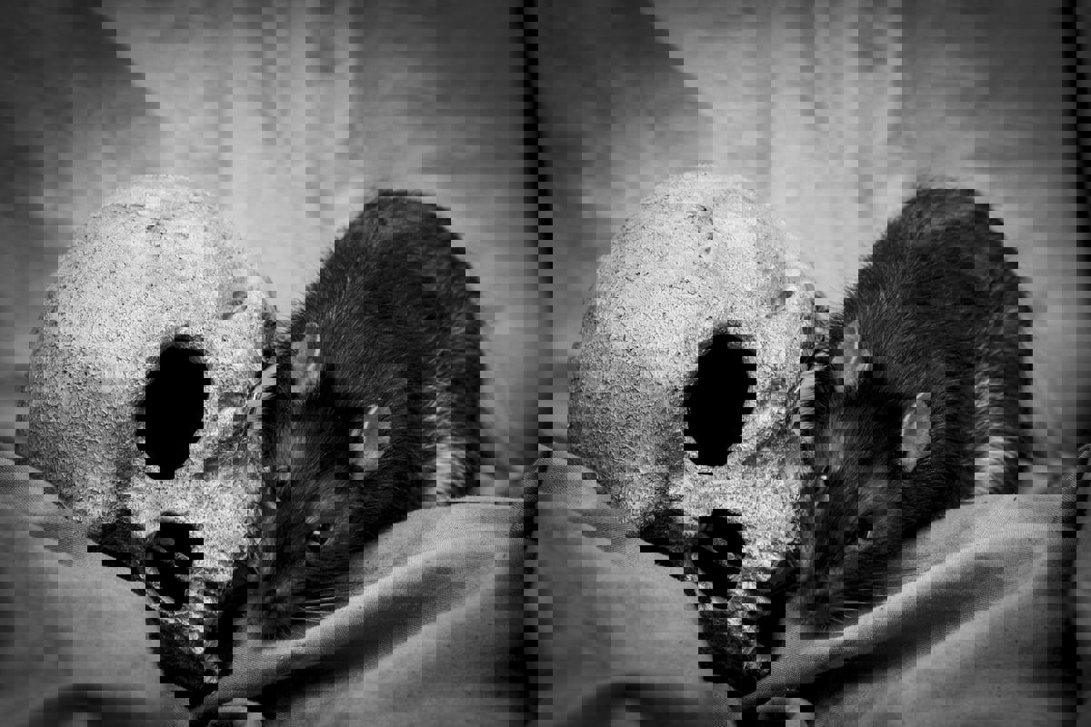 "الموت الأسود".. قطة تثير الهلع بنشر طاعون جديد