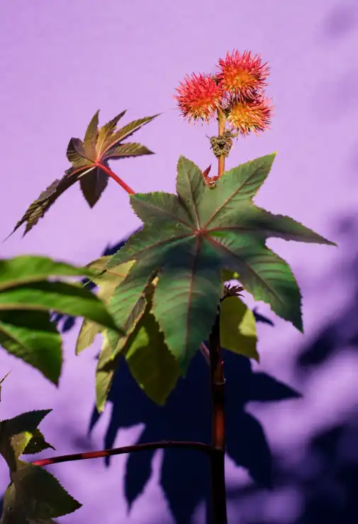 بذور الريسينوس كوميُّنس تحتوي على الريسين، وهو سم شديد الفتك