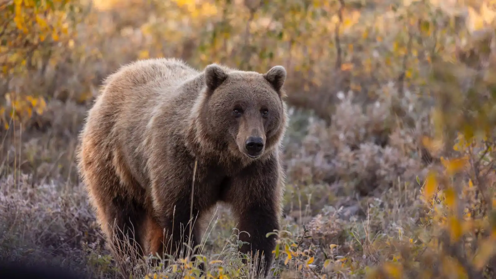 دب يقتحم متجر آيس كريم ويختار نكهة الفراولة (صور)