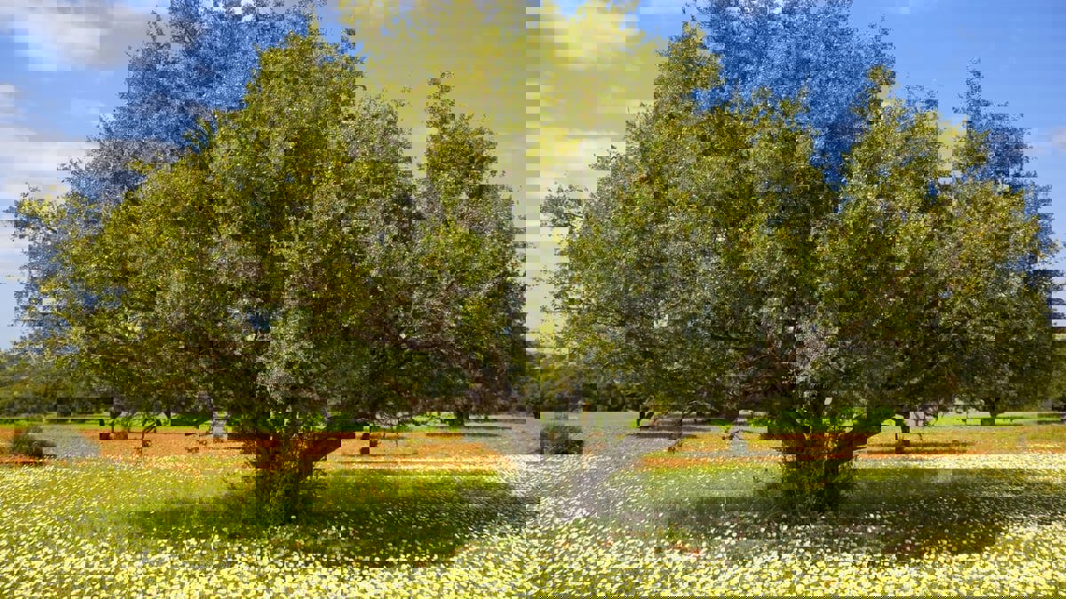 الأركان.. شجرة معمرة تقاوم التغيرات المناخية في المغرب