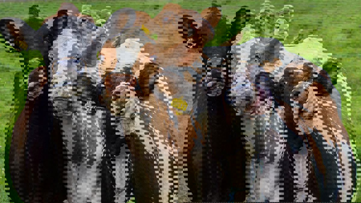 لكسر الاحتكار الإسرائيلي.. الحكومة الفلسطينية تبدأ الاستيراد المباشر للعجول‎‎