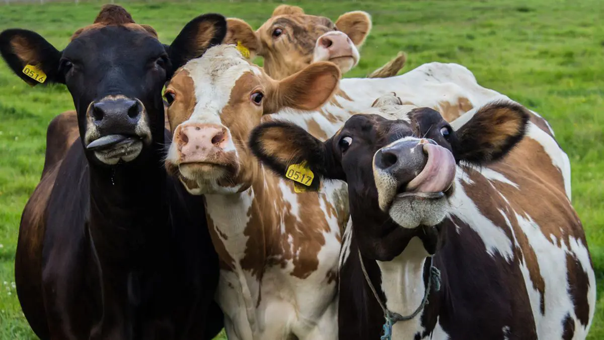 لكسر الاحتكار الإسرائيلي.. الحكومة الفلسطينية تبدأ الاستيراد المباشر للعجول‎‎