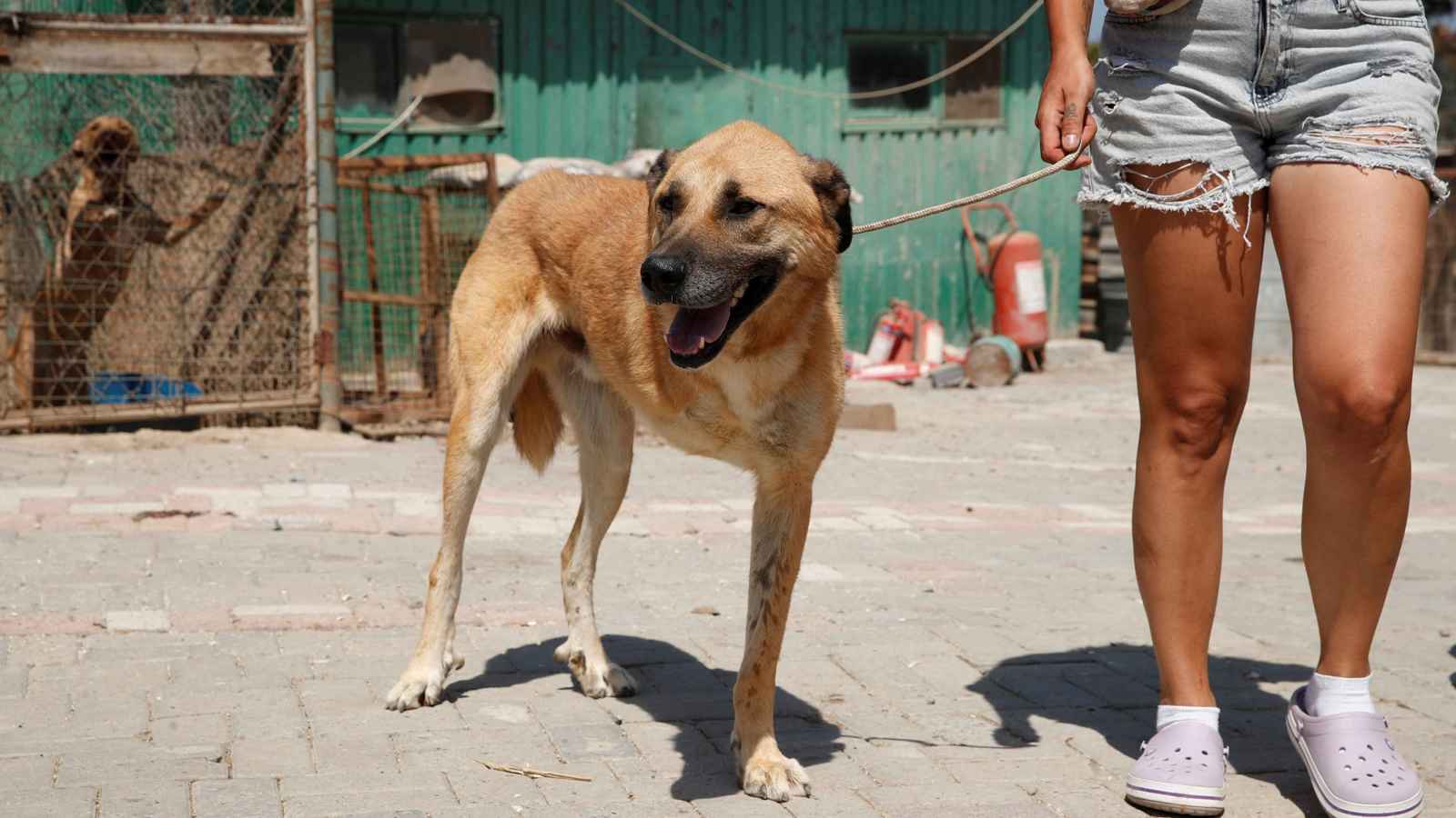 المغرب.. وفاة سائحة بريطانية بـ"داء الكلب" يثير ضجة واسعة