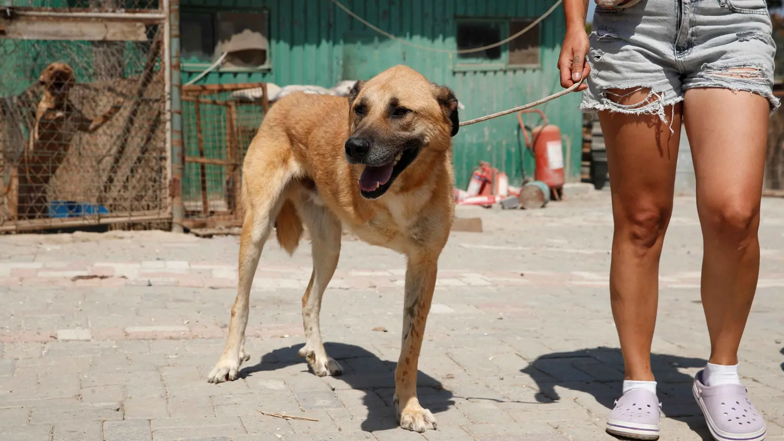 المغرب.. وفاة سائحة بريطانية بـ"داء الكلب" يثير ضجة واسعة