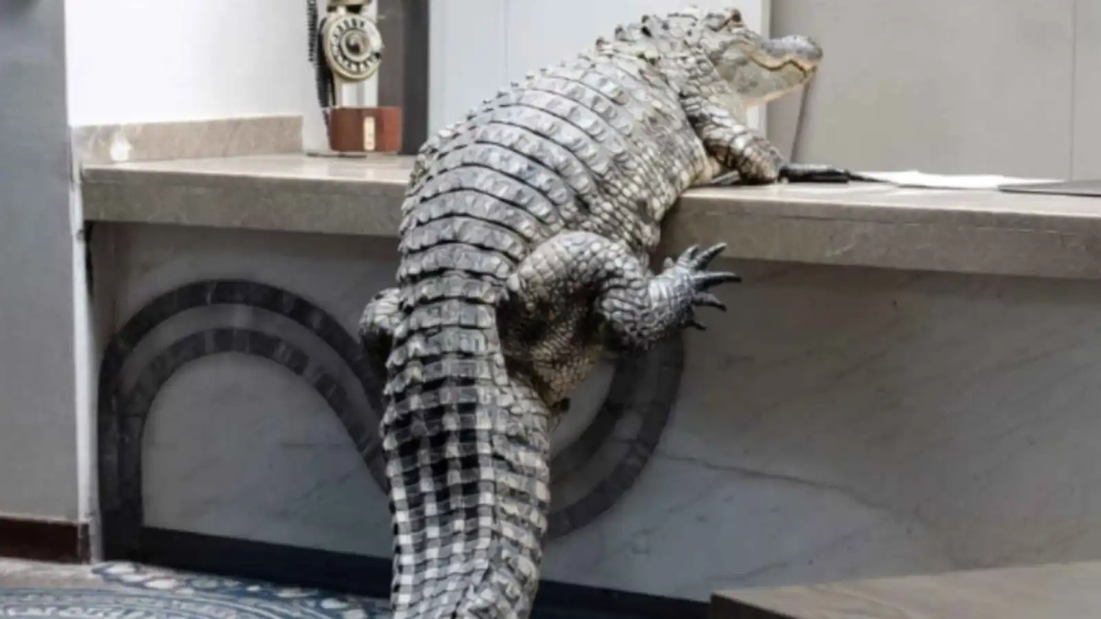 تمساح جائع يقتحم فندقاً بحثاً عن "بوفيه" العشاء (فيديو)