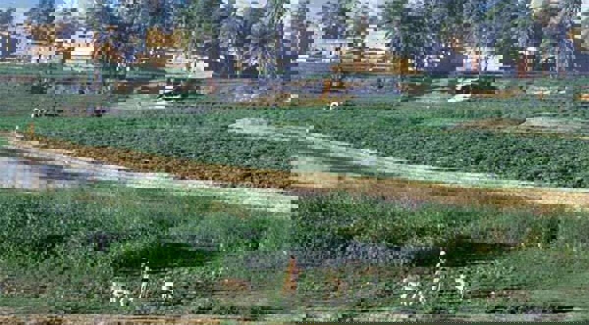 التغيرات المناخية تهدد الزراعة المصرية