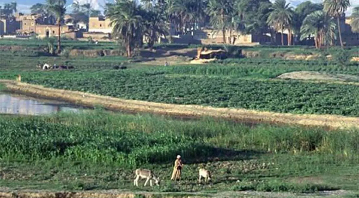 التغيرات المناخية تهدد الزراعة المصرية