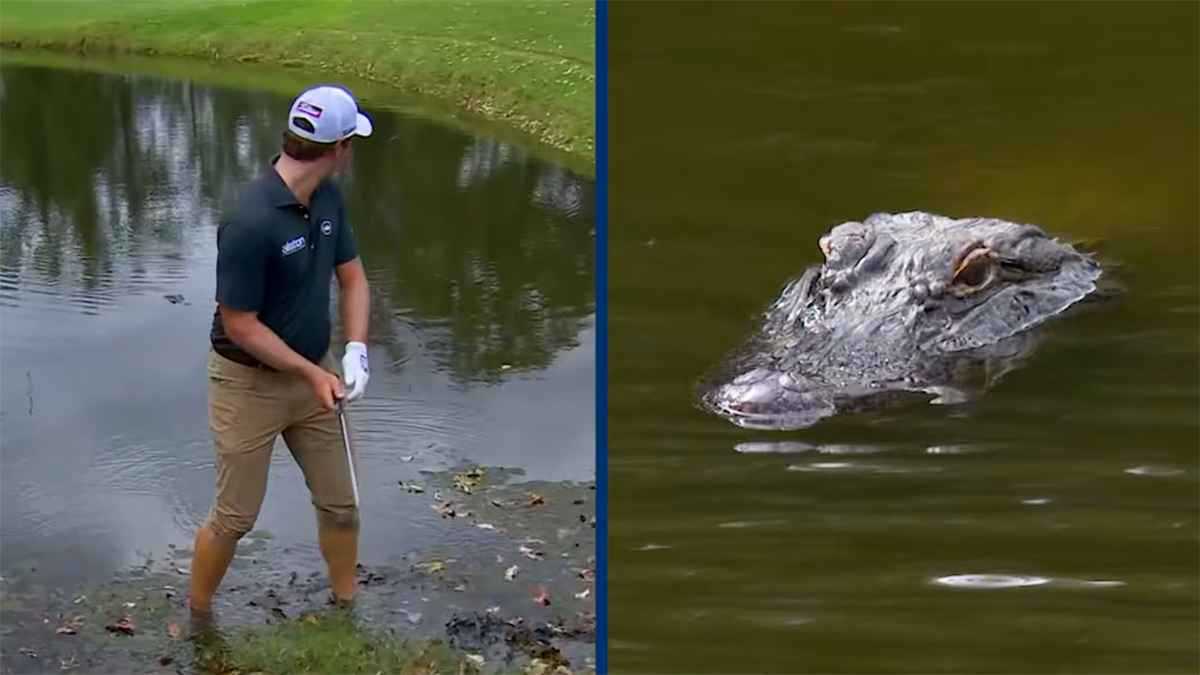 لحظة مرعبة.. تمساح يتخفى على بعد أمتار من لاعب غولف (فيديو)