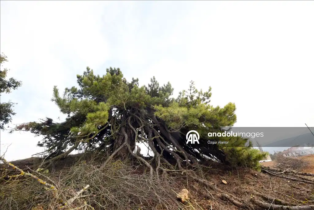 شجرة الصنوبر