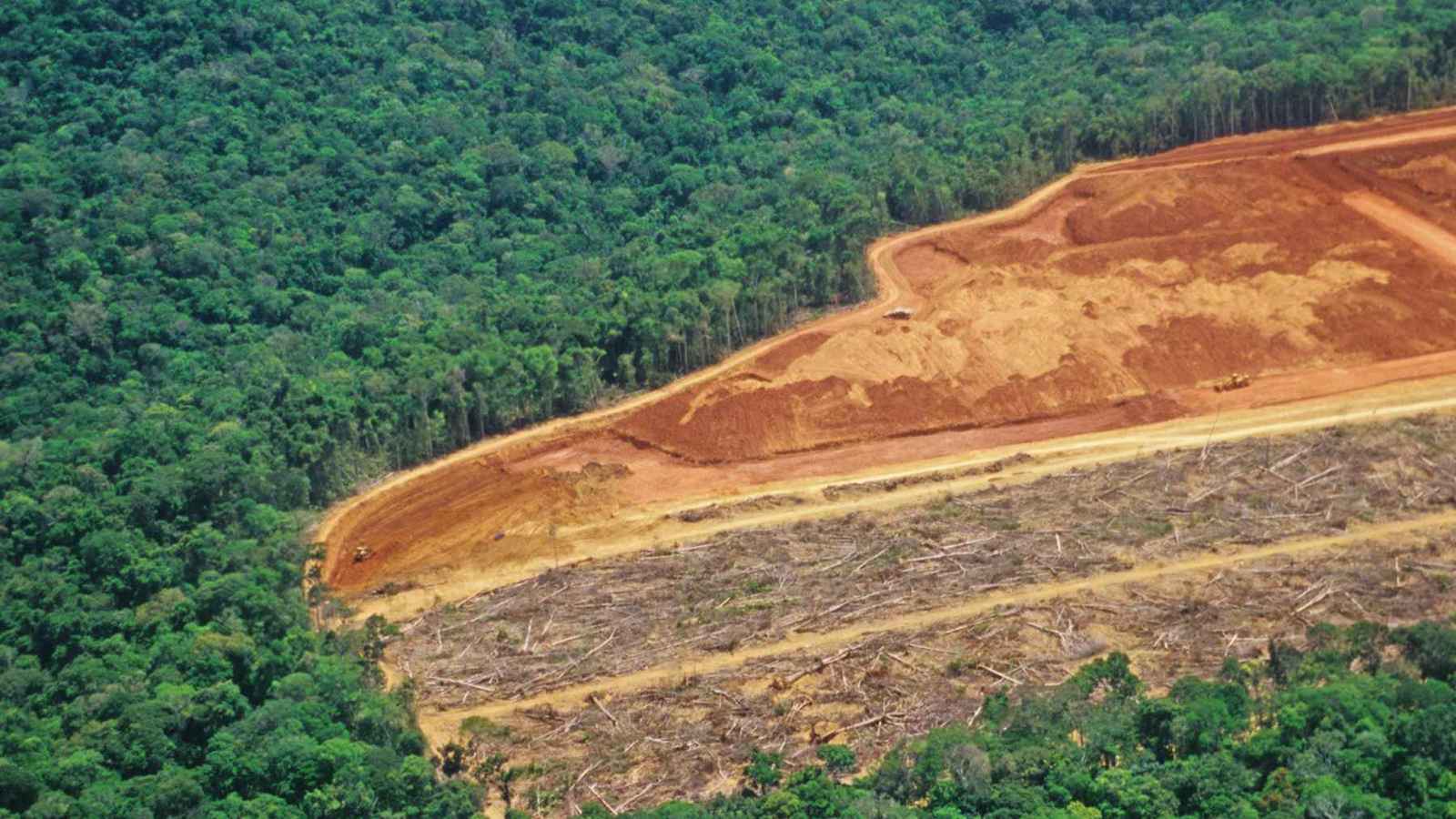 من حقائب ماركات شهيرة.. جلود تلتهم غابات الأمازون