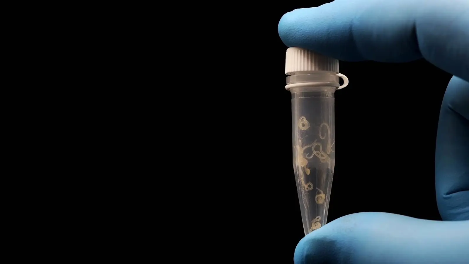 بروتين من دودة طفيلية يبشر بشفاء الجروح دون ندوب