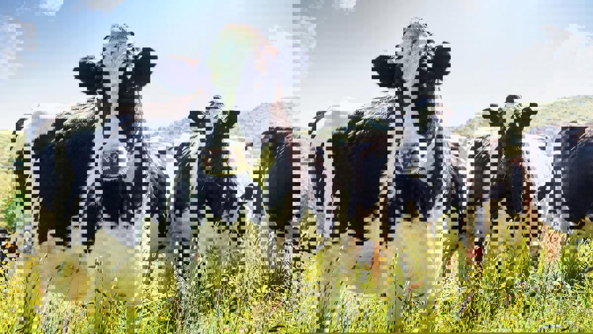 تطوير ماسح ضوئي للحليب لقياس صحة الأبقار في المزارع