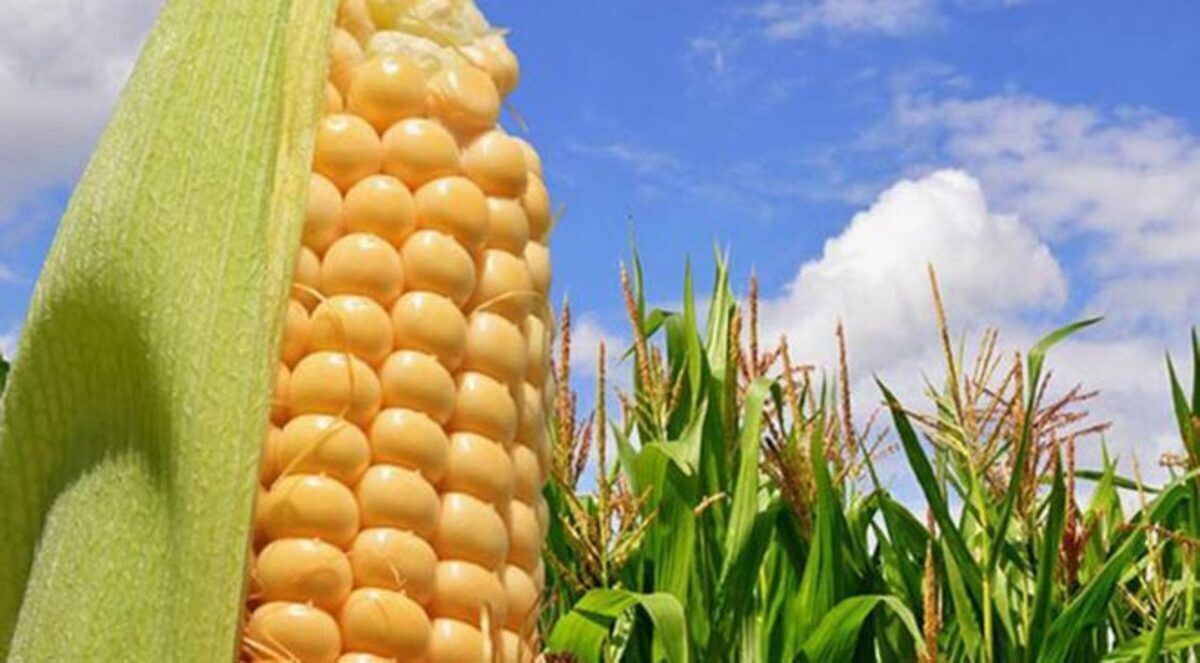 الصين توافق على استيراد ذرة أمريكية معدلة وراثيا