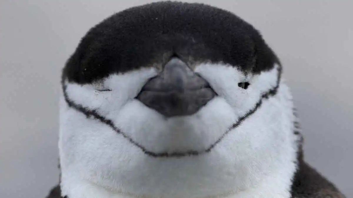 استراتيجيات نوم "مذهلة" تستخدمها الحيوانات في البيئات القاسية