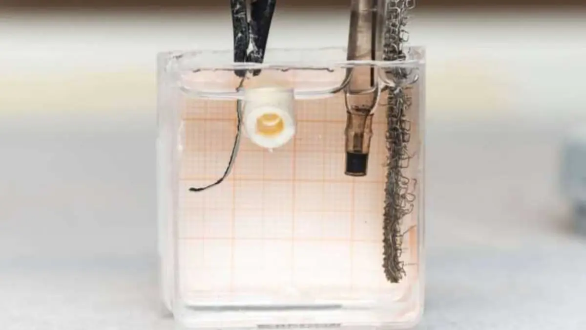 لتشخيص الكسور المعقدة والتئامها.. تطوير روبوت صغير مرن مستوحى من عظام الإنسان