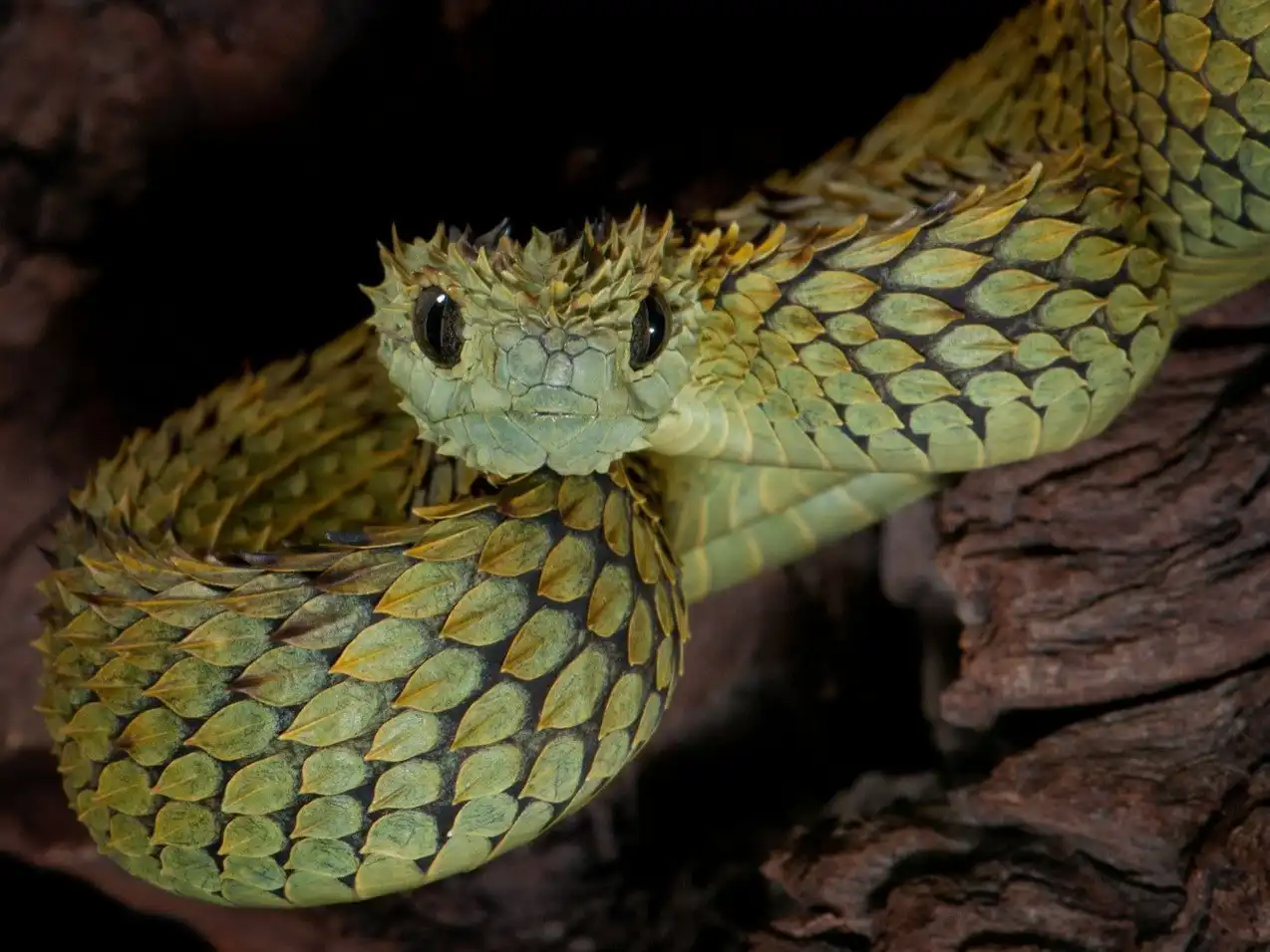 الأفعى الشائكة