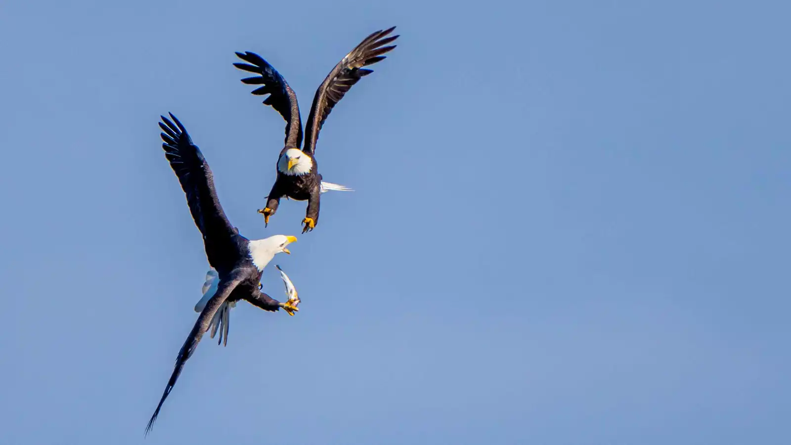 لحظة إنقاذ نسرَين بعد معركة خطيرة فوق الأسلاك (فيديو)