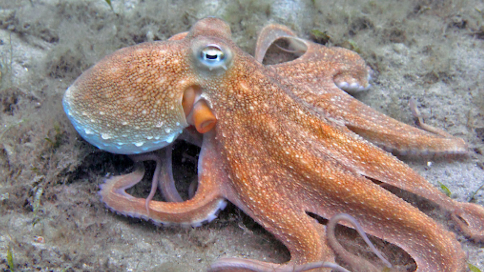 غواص ينجو بأعجوبة من الاختناق بعد هجوم أخطبوط (صور)