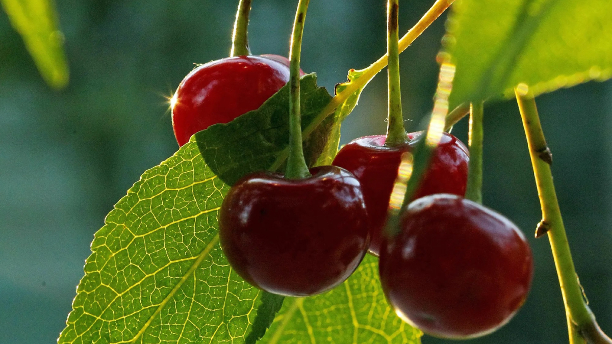 فاكهة تعزز مكافحة تأثيرات عدوى "كوفيد 19"